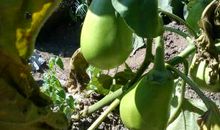 外婆的神奇的菜园