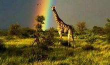 风雨之后便是彩虹