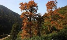 我错过了一次罕见的景观