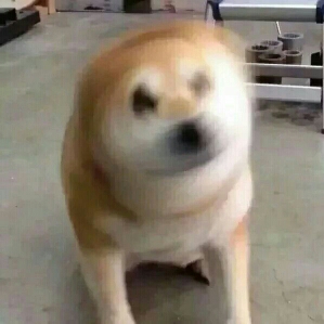 与狗打架