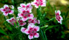 心灵深处的花朵