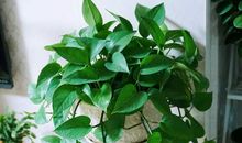 我家的那盆绿箩