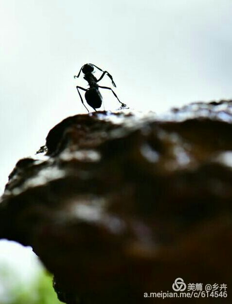 蚂蚁有趣的事实