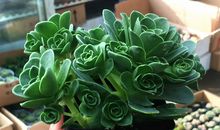 我最喜爱的植物多肉