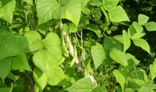 多彩的乡村生活