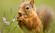 假如我是一只松鼠