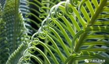 神奇的植物王国