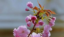 小区里的桃花树