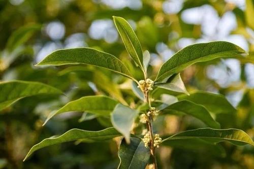 法院前开了几朵桂花