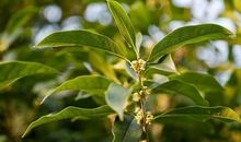 庭前桂花开几许