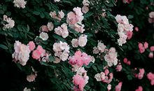 小区的蔷薇留在我的记忆深处