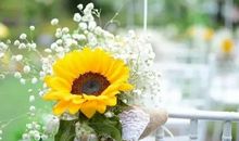 灿烂如阳光的笑