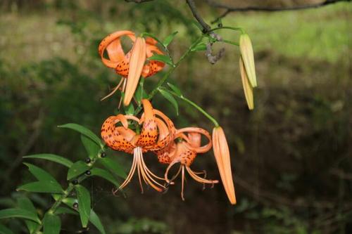 那朵花那棵树那个人