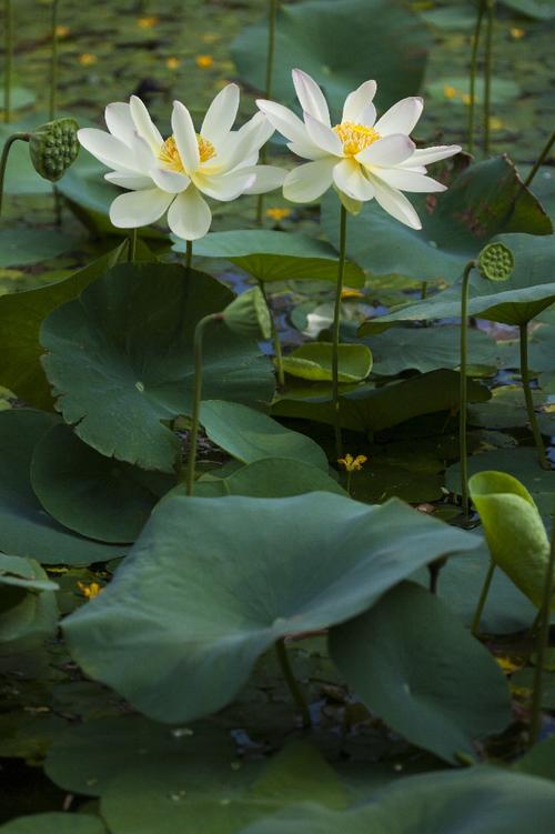 莲花爱