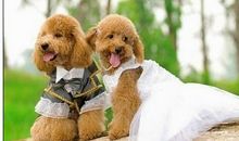 我跟着他的脚步解决了这个问题