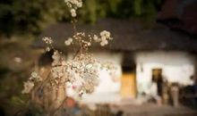 吾心安处是故乡