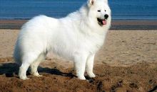 我的第一只小狗