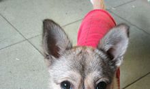 我家的一条小狗