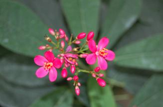 四季花