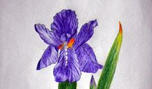 开在冬日里的鸢尾花