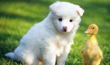 我的狗狗“球球”