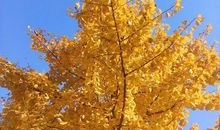 我喜欢的银杏树