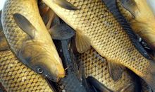 那条鱼，让我心动