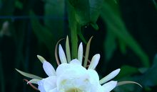 我心目中的好老师——昙花