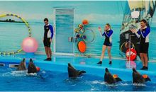 难忘的海豚表演