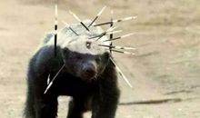 最喜爱的一种动物