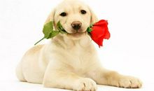 假如我是一只狗