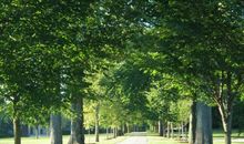 我心中的那片绿色