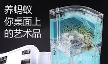 养蚂蚁