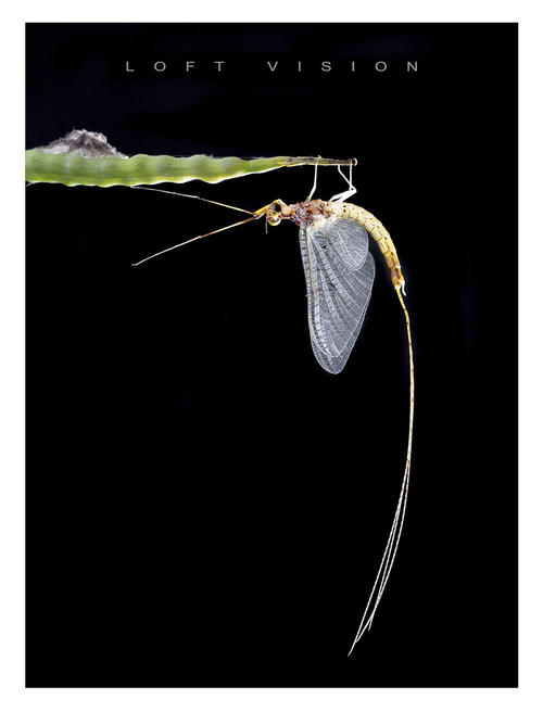 我是一只fly
