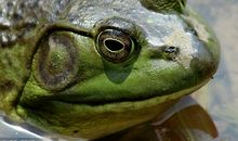 青蛙和电子蛙眼