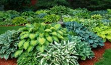 我喜爱的一盆花