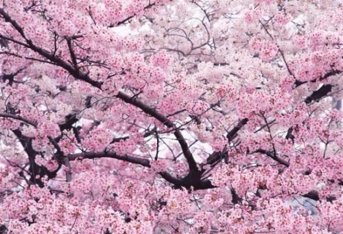 樱花浪漫时光