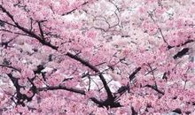 樱花浪漫的时光