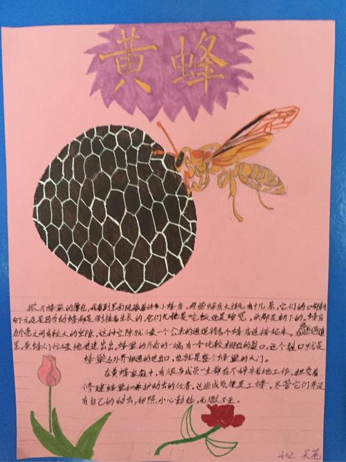 我们班上的昆虫迷