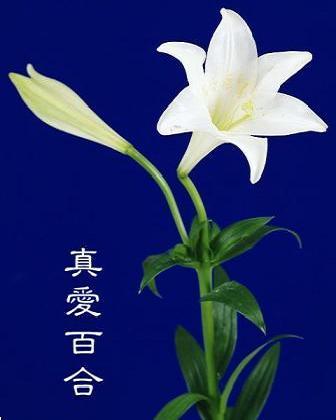 静，淡淡的芬芳