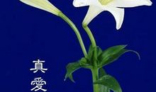 静，那抹淡淡的幽香