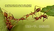 蚂蚁是怎样交流的