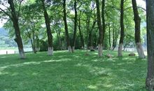 校园里的小树林