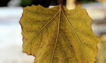 一片树叶的愿望