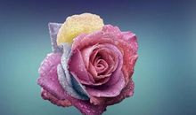 如果没有了植物