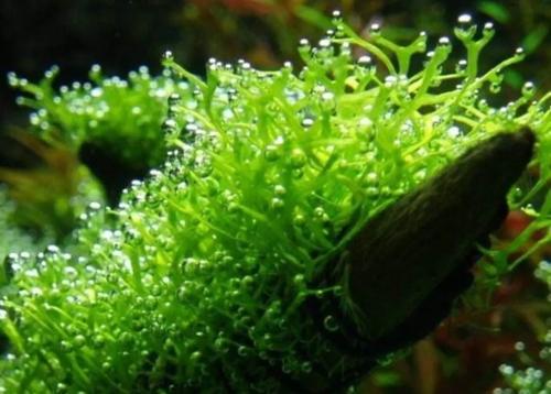 苔藓般的青春也很棒