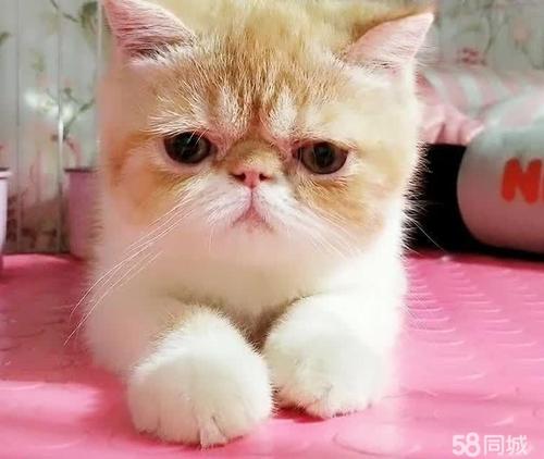 送猫
