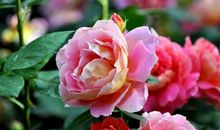 我最喜欢的月季花