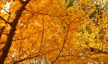 我最喜欢的银杏树