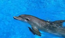 我变成了一只海豚